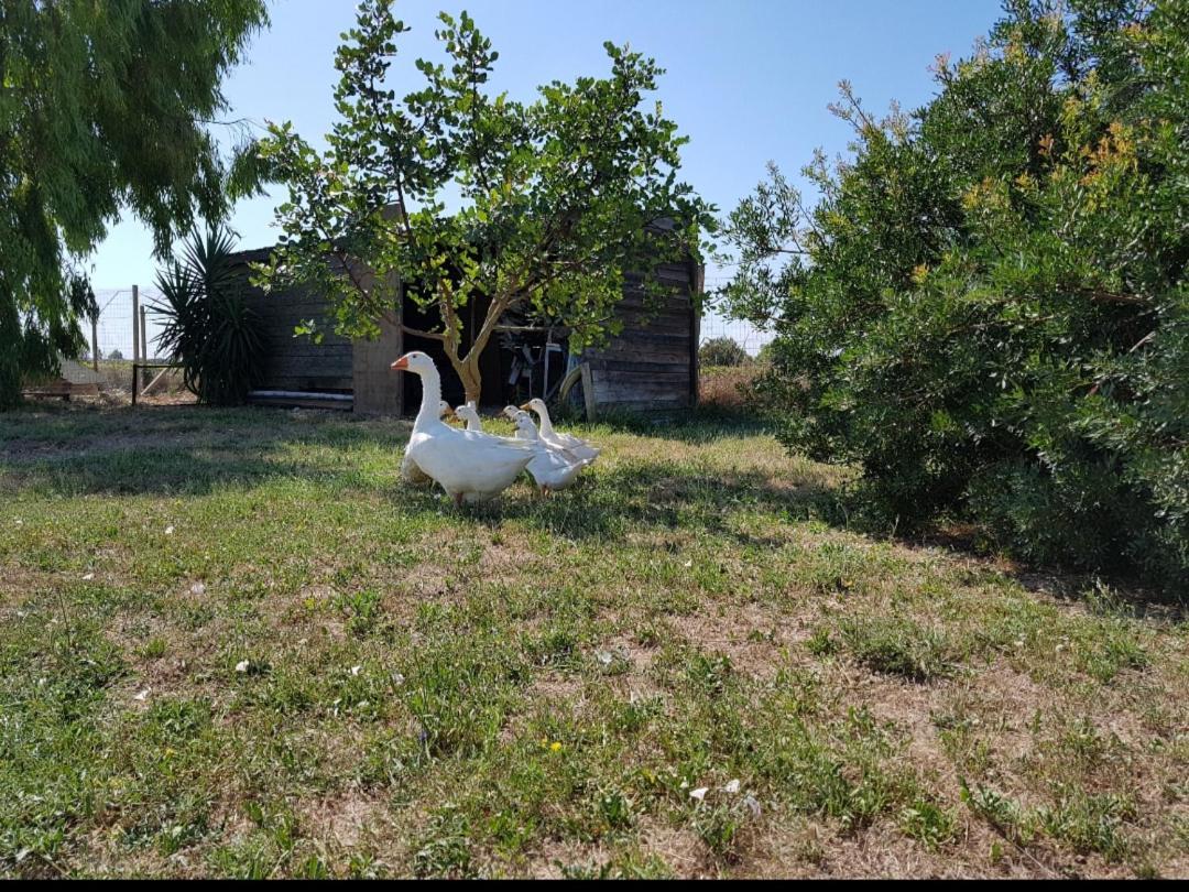 Вилла Salento Lapezzaaculuri Guagnano Экстерьер фото